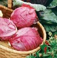Капуста - вибір сорту, догляд, захист від шкідників, збір врожаю (вирощуванні цвітної капусти) Капуста - вибір сорту, догляд, захист від шкідників, збір врожаю