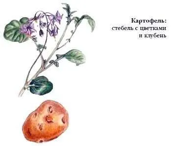 Картопля - це