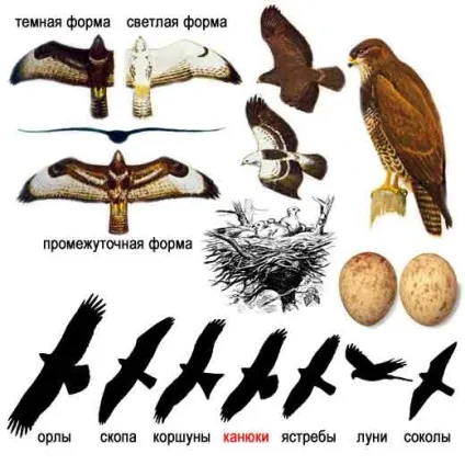 Канюк, або Сарич