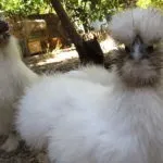 Китайська шовкова курка (абориген) опис, зміст, фото (курка) Китайська шовкова курка (абориген) опис, зміст, фото