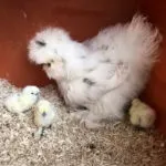 Китайська шовкова курка (абориген) опис, зміст, фото (абориген) Китайська шовкова курка (абориген) опис, зміст, фото