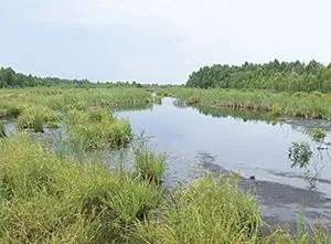 До чого призвело осушення боліт (екологія) До чого призвело осушення боліт