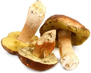 Каталог грибів