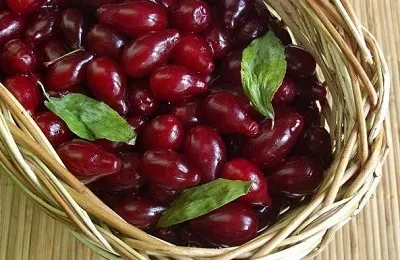 Кизил корисні властивості і протипоказання, якої шкоди для організму