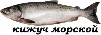 Кижуч риба фото, як приготувати, як засолити, корисні властивості і рецепти (корисні) Кижуч риба фото, як приготувати, як засолити, корисні властивості і рецепти