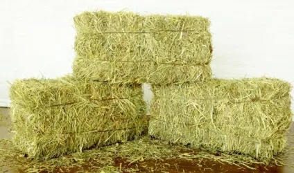 До чого сниться сіно (в копицях, тюках, палаюче і не тільки) (чого) До чого сниться сіно (в копицях, тюках, палаюче і не тільки)
