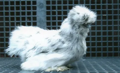 Китайська шовкова курка (абориген) опис, зміст, фото (шовкова) Китайська шовкова курка (абориген) опис, зміст, фото