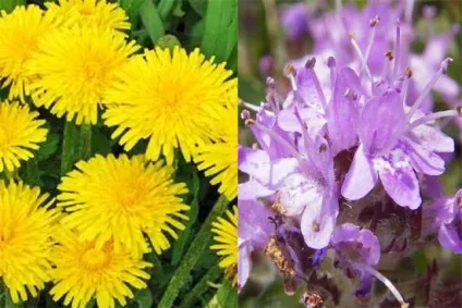 Кашель курця лікування народними засобами, як вилікувати і чим лікувати кашель курця (кашель) Кашель курця лікування народними засобами, як вилікувати і чим лікувати кашель курця