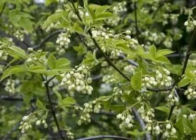 Джонджолі склад, калорійність, користь, рецепти (користь) Джонджолі склад, калорійність, користь, рецепти