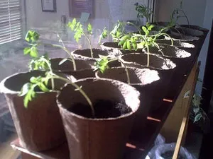 Коли настає термін розсаджувати помідори на грядках і як підготувати насіння (помідори) Коли настає термін розсаджувати помідори на грядках і як підготувати насіння