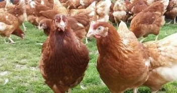 Коли починають нестися кури несучки, з якого віку (віку) Коли починають нестися кури несучки, з якого віку