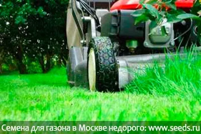 Коли косити або стригти газон в перший раз (насіння газонних трав) Коли косити або стригти газон в перший раз