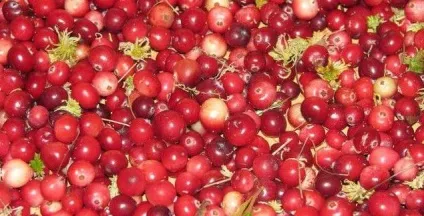 Журавлина на горілці рецепт приготування настоянки (приготування) Журавлина на горілці рецепт приготування настоянки