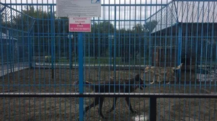 Клітини хижаків в зоопарку Черновциа обносять додатковими решітками (двох малолітніх дітей) Клітини хижаків в зоопарку Черновциа обносять додатковими решітками