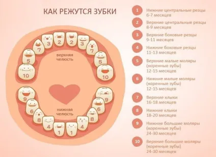 Коли (у скільки місяців) у дитини ріжуться зубки (зубки) Коли (у скільки місяців) у дитини ріжуться зубки