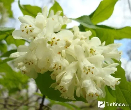 Джонджолі склад, калорійність, користь, рецепти (клокичка) Джонджолі склад, калорійність, користь, рецепти