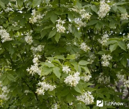 Джонджолі склад, калорійність, користь, рецепти (колхидська) Джонджолі склад, калорійність, користь, рецепти