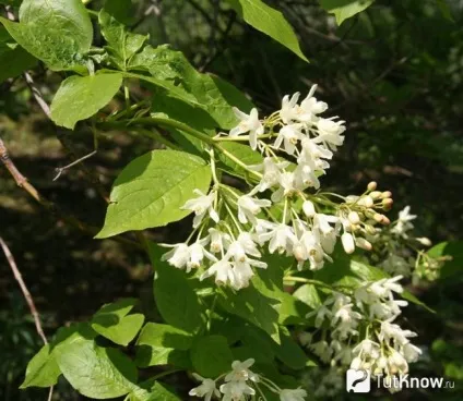 Джонджолі склад, калорійність, користь, рецепти (колхидська) Джонджолі склад, калорійність, користь, рецепти