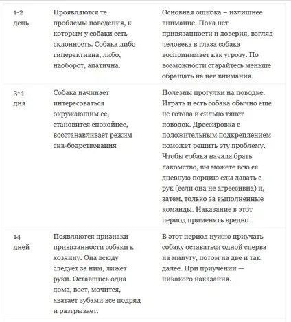 Коли ваша «собака з притулку» стане «звичайної собакою» - Софья Баскина - блог - сноб (персональний блог) Коли ваша «собака з притулку» стане «звичайної собакою» - Софья Баскина - блог - сноб