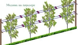 Шпалера для малини своїми руками, розміри (шпалери для малини своїми руками фото) Шпалера для малини своїми руками, розміри