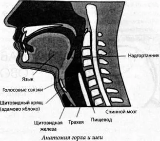 Симптоми хвороб по шиї
