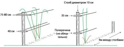 Шпалера для малини своїми руками, розміри (якої висоти повинні бути шпалери для малини) Шпалера для малини своїми руками, розміри