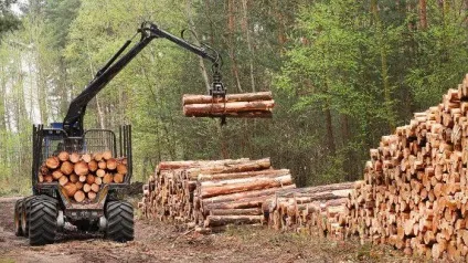 Штраф за вирубку дерев