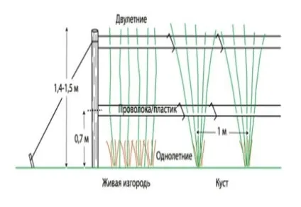 Шпалера для малини своїми руками схема опори, відео та фото (малини) Шпалера для малини своїми руками схема опори, відео та фото