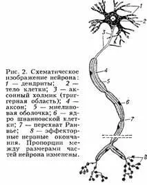Концепція матеріальності свідомості