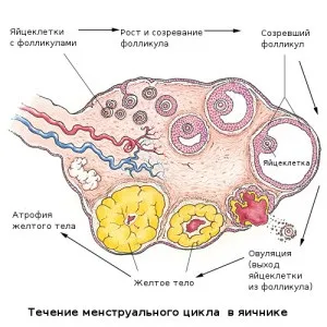 Кількість яйцеклітин в жіночому організмі (15кг тижні шоці) Кількість яйцеклітин в жіночому організмі