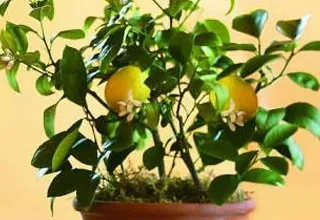 Кімнатний кумкват в домашніх умовах вирощування і догляд вдома (вдома) Кімнатний кумкват в домашніх умовах вирощування і догляд вдома