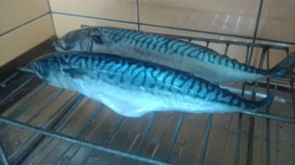 Копчена скумбрія, яким способом краще солити (рецепт копченої скумбрії) Копчена скумбрія, яким способом краще солити
