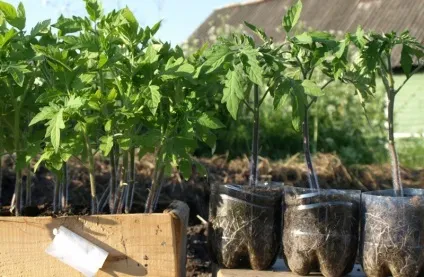 Комплексні мінеральні добрива для томатів підживлення розсади помідорів, опис, відео, фото (томатів) Комплексні мінеральні добрива для томатів підживлення розсади помідорів, опис, відео, фото