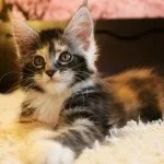 Кошеня мейн кун-таблиця ваги по місяцях, харчування, догляд (кошеня) Кошеня мейн кун-таблиця ваги по місяцях, харчування, догляд