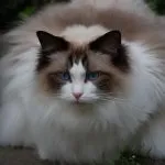 Кішка регдолл (55 фото) порода тряпічная лялька, американський кошеня ред, опис, відео (регдолл) Кішка регдолл (55 фото) порода тряпічная лялька, американський кошеня ред, опис, відео