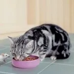 Корм для вибагливих кішок