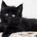 Кошеня мейн кун-таблиця ваги по місяцях, харчування, догляд (кошеня) Кошеня мейн кун-таблиця ваги по місяцях, харчування, догляд