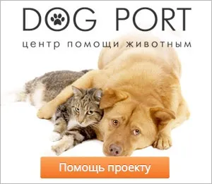 Кішка Квенді з дуже довгими лапами