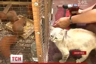 Кішка Квенді з дуже довгими лапами