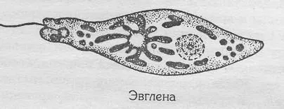 годування мальків