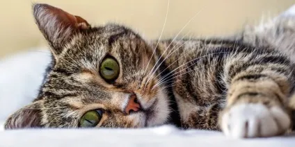 кошеня рве