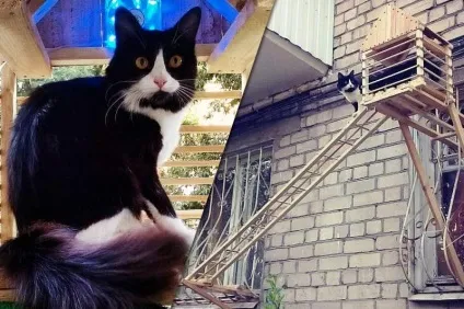 Кішка Квенді з дуже довгими лапами