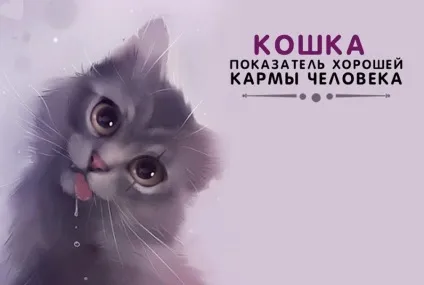 Кішка Квенді з дуже довгими лапами