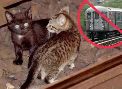 Кішка Квенді з дуже довгими лапами