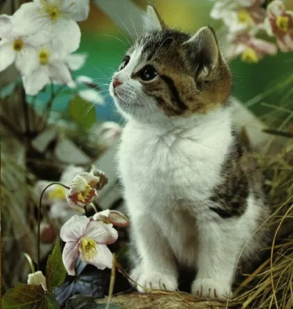 котячі історії