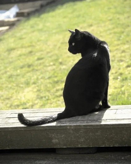 котячі історії