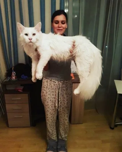 Кот Тихон, який дуже любить обійматися (Тихон) Кот Тихон, який дуже любить обійматися