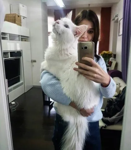 Кот Тихон, який дуже любить обійматися (який) Кот Тихон, який дуже любить обійматися