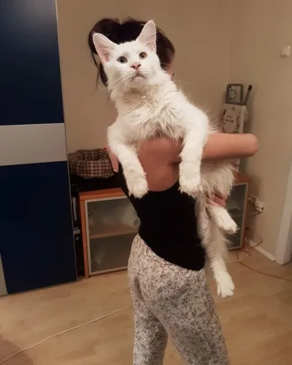 Кот Тихон, який дуже любить обійматися (який) Кот Тихон, який дуже любить обійматися