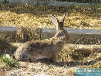 Кролиця розкидає і вбиває малюків (кролиця розкидає дітей) Кролиця розкидає і вбиває малюків